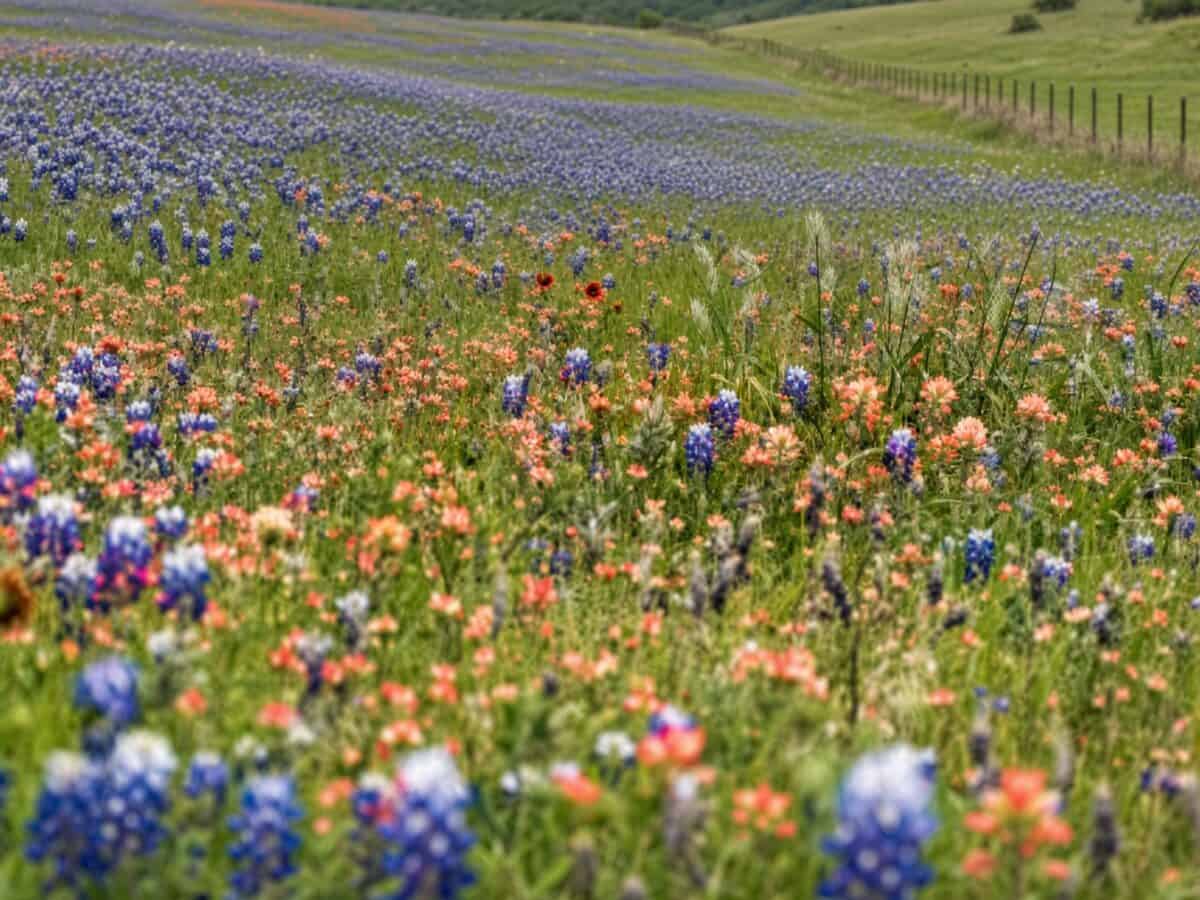 Flower Mound 지역 이미지 3